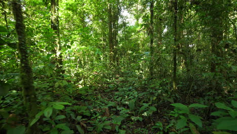 Smooth-traveling-in-amazonian-forest.-French-Guiana,-day-time